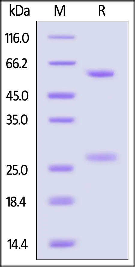Cynomolgus IgG1 Kappa Isotype Control (mAb) - image 1