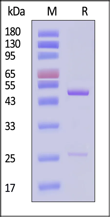 Monoclonal Anti-Eribulin Antibody, Rabbit IgG (1M1G11) - image 1