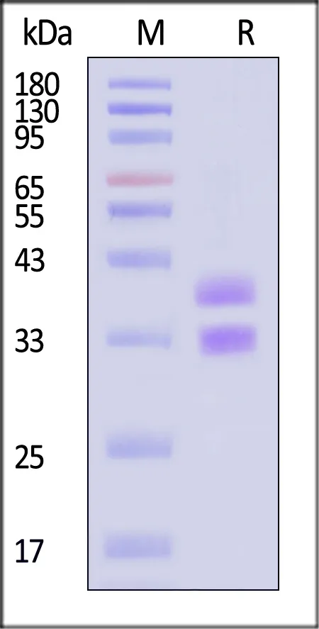 Biotinylated Human HLA-DRA1*01:01&HLA-DRB1*15:01&MBP (ENPVVHFFKNIVTPR) Complex Protein (Monomer, MALS verified) - image 1