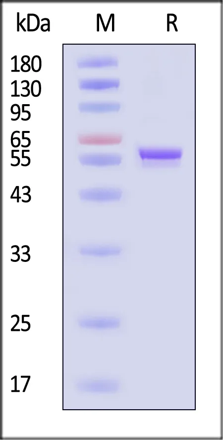 AAV8 VP3, Recombinant Protein - image 1
