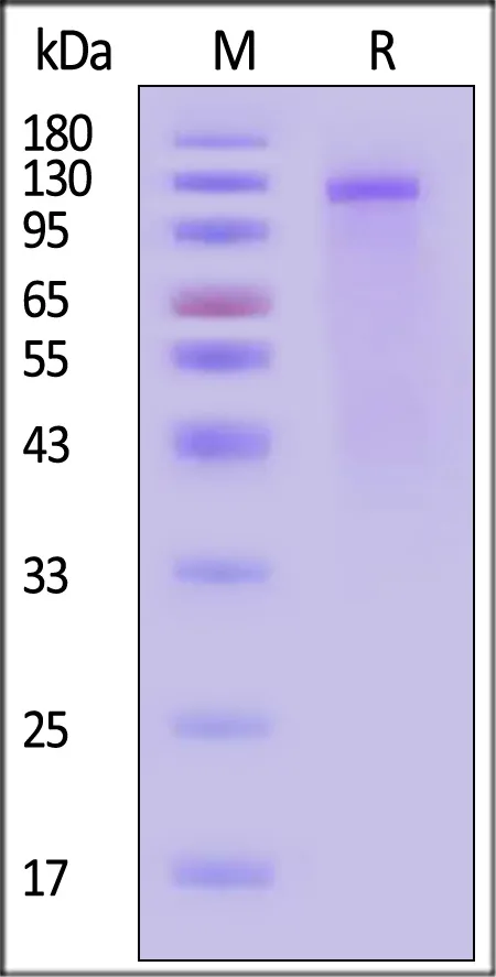 Biotinylated Dog Insulin R / CD220 (28-956) Protein, His,Avitag™ - image 1