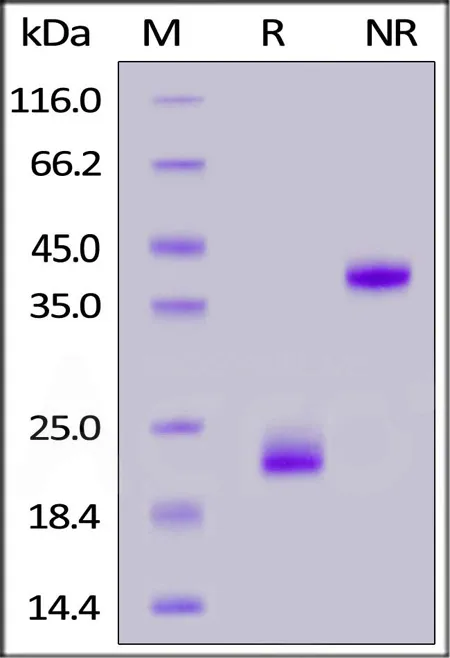 Biotinylated Rat CD3 epsilon&CD3 gamma Heterodimer Protein, His,Avitag™&Flag Tag (MALS verified) - image 1