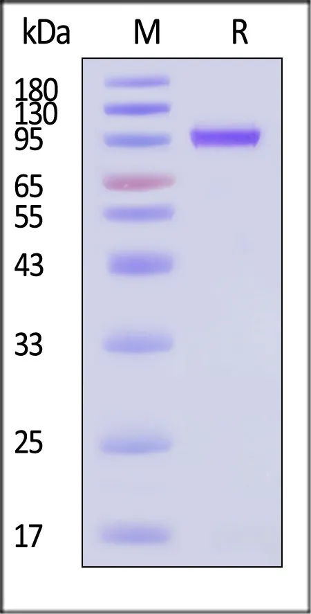 AAV8 VP1, Recombinant Protein - image 1