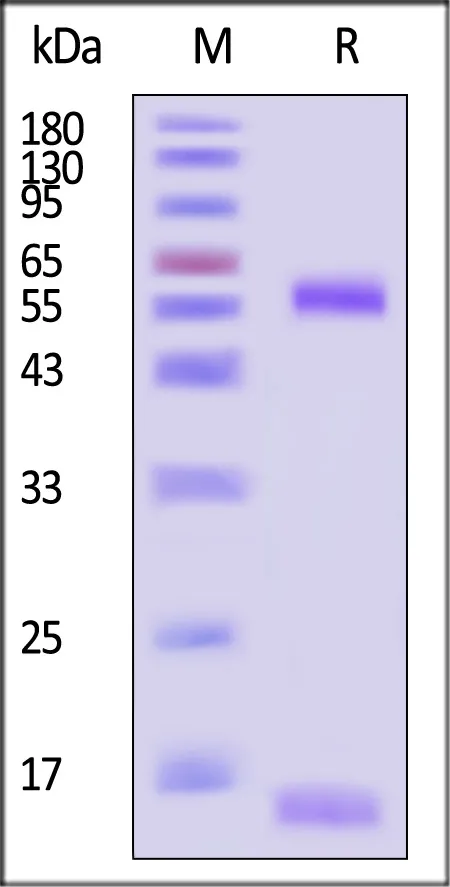 Human CD1d&B2M Monomer Protein (Peptide free, MALS verified) - image 1