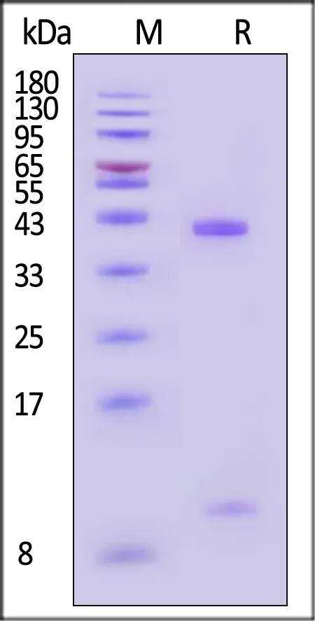 Biotinylated Human HLA-A*02:01&B2M&KRASG12V (KLVVVGAVGV) Complex Protein (Monomer, MALS verified) - image 1