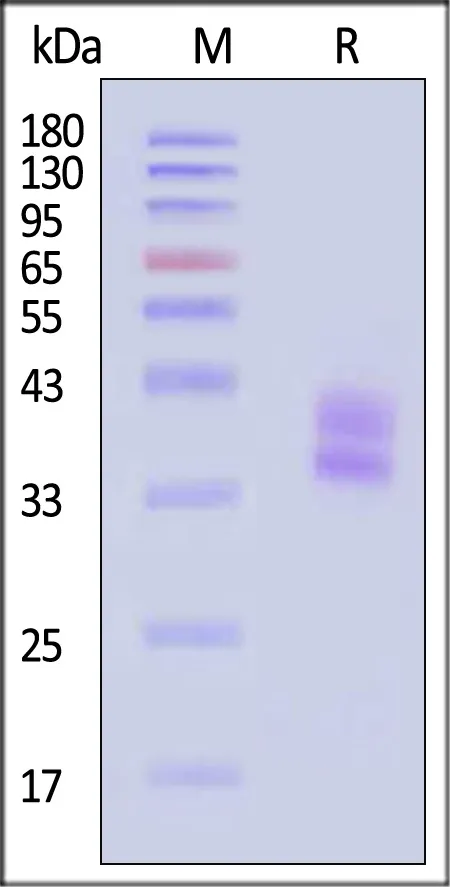 Biotinylated Human HLA-DRA1*01:01&HLA-DRB1*11:01&Influenza HA (PKYVKQNTLKLAT) Complex Protein (Monomer) - image 1