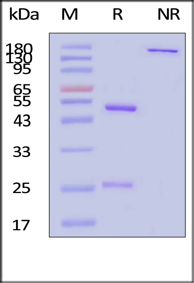 Rituximab biosimilar, premium grade - image 1