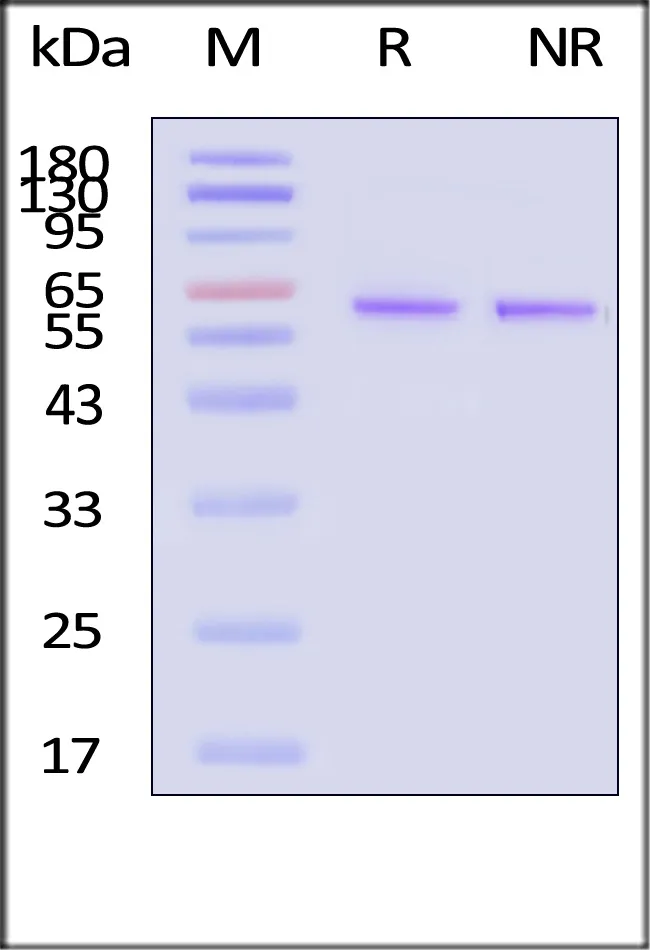 Recombinant Fibronectin fragment, premium grade - image 1