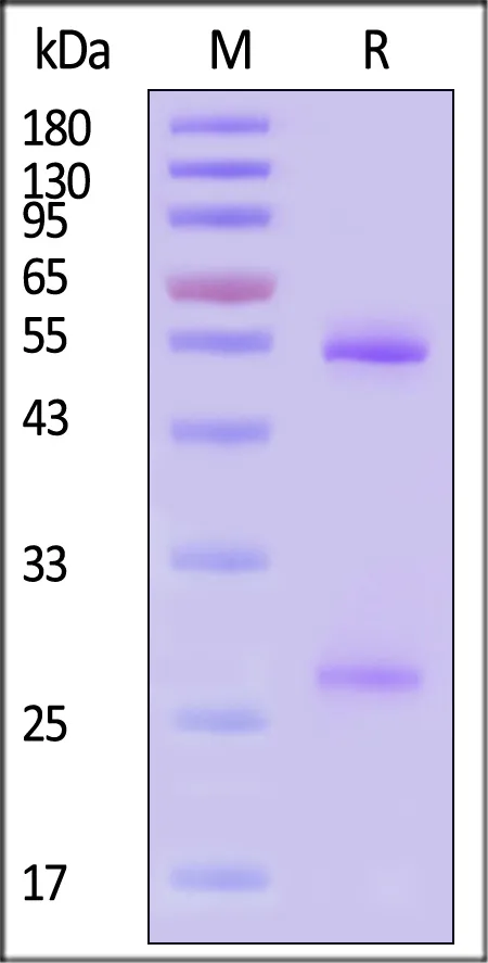 Anti-SARS-CoV-2 Spike Antibody, Mouse IgG1 (2C9C9) (XBB.1.5/Omicron Specific) - image 1