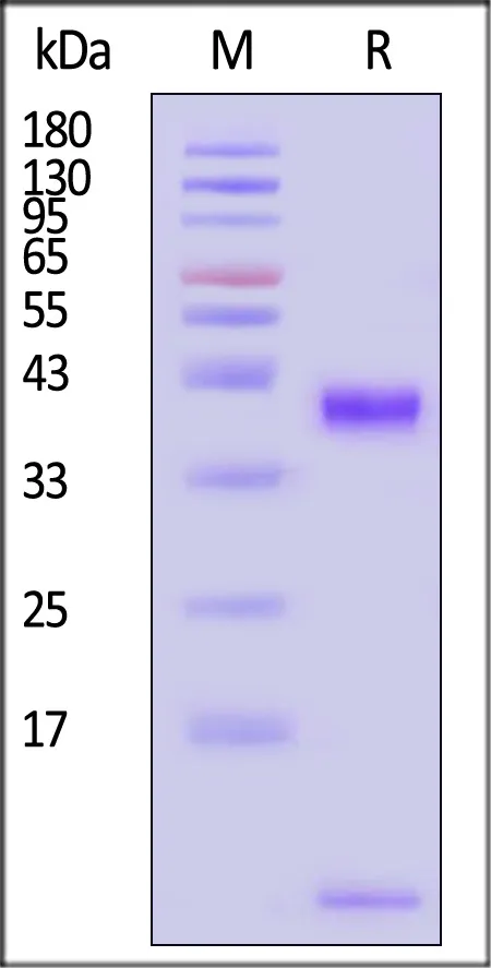 Biotinylated Human HLA-A*02:01&B2M&p53 (RMPEAAPPV) Complex Protein (Monomer, MALS verified) - image 1