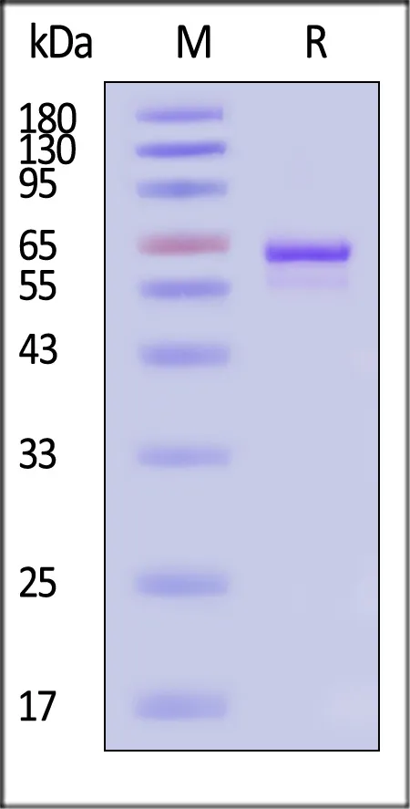 AAV5 VP3, Recombinant Protein - image 1