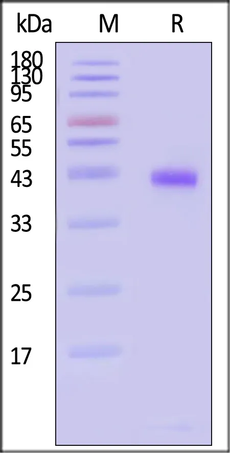 Biotinylated Human HLA-C*07:02:01&B2M Monomer Protein (Peptide free, MALS verified) - image 1