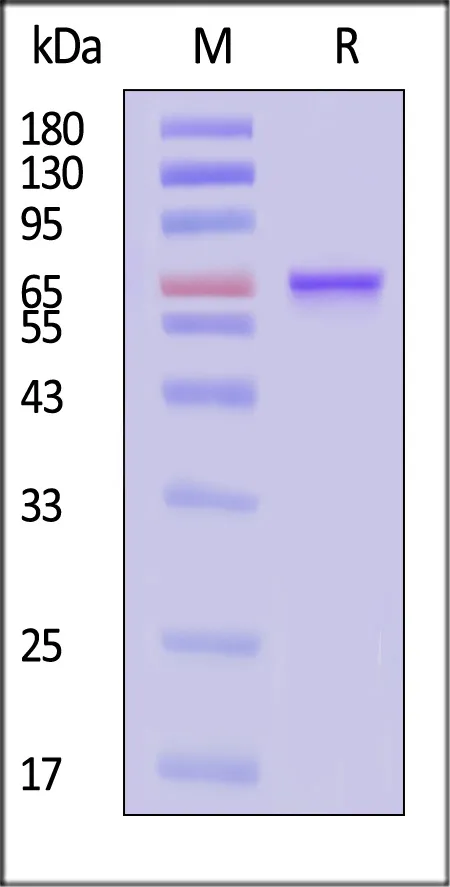 AAV8 VP2, Recombinant Protein - image 1
