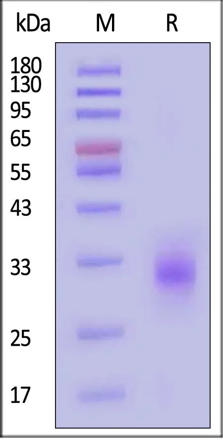 Human Fc gamma RIIA / CD32a (R167) Protein, His Tag (MALS & BLI verified) - image 1