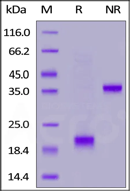 Biotinylated Mouse CD3 epsilon&CD3 gamma Heterodimer Protein, His,Avitag™&Flag Tag (MALS verified) - image 1