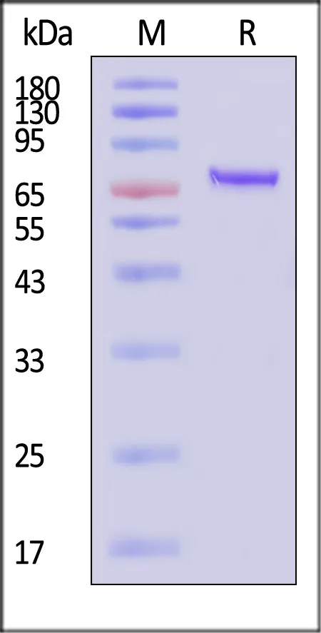 AAV6 VP2, Recombinant Protein - image 1