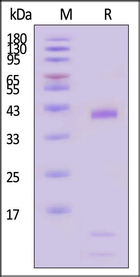 Human HLA-A*03:01&B2M&KRASG12C (VVVGACGVGK) Tetramer Protein - image 1