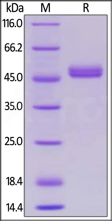 Biotinylated Human GITR Ligand / TNFSF18 Protein, Avitag™,Fc Tag - image 1