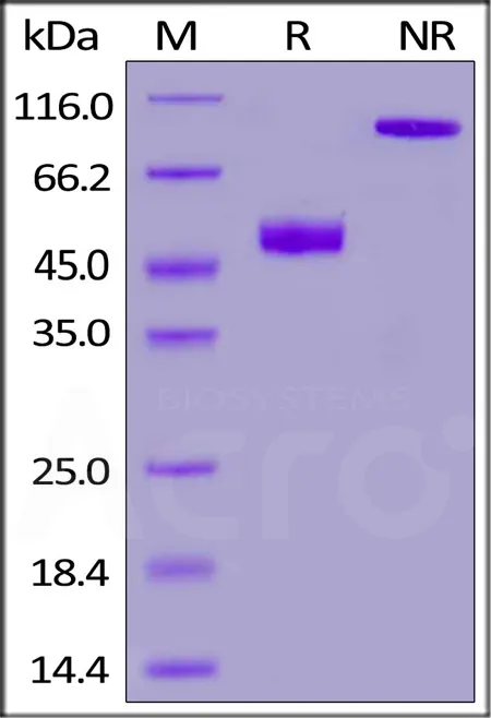 Mouse CD3 epsilon&CD3 gamma Heterodimer Protein, Fc,His Tag&Fc,Flag Tag (MALS verified) - image 1