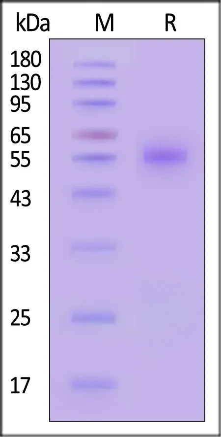 Biotinylated Mouse PVRIG Protein, Fc,Avitag™ (MALS verified) - image 1