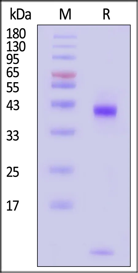 Biotinylated Human HLA-A*02:01&B2M&p53 (GLAPPQHLIRV) Complex Protein (Monomer, MALS verified) - image 1
