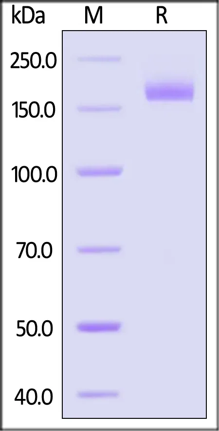 Biotinylated SARS-CoV-2 Spike Trimer Protein, His,Avitag™ (XBB.1.5/Omicron) (MALS verified) - image 1