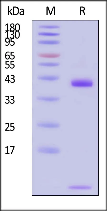 Biotinylated Human HLA-A*02:01&B2M&Survivin (LTLGEFLKL) Complex Protein (Monomer, MALS verified) - image 1
