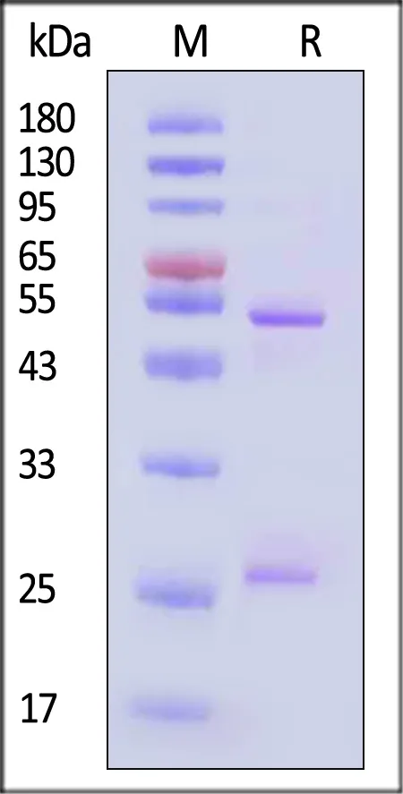 HRP conjugated Monoclonal Anti-DXD&Exatecan Antibody, Mouse IgG1 - image 1