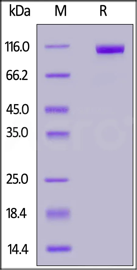 Human DPPIV / CD26 Protein, Fc Tag (active enzyme) - image 1
