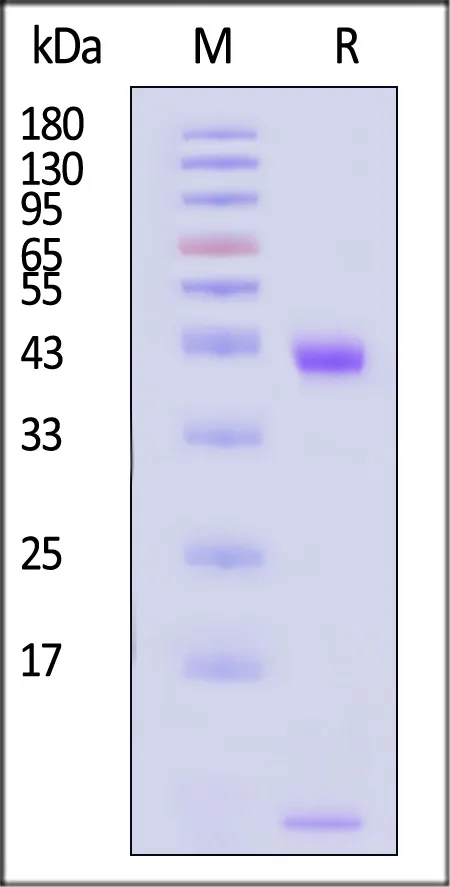 Biotinylated Human HLA-A*11:01&B2M&KRAS (VVVGAGGVGK) Complex Protein (Monomer, MALS verified) - image 1