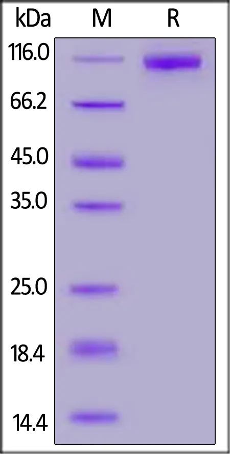 SARS-CoV-2 Spike S1 Protein, His Tag (B.1.1.529/Omicron) - image 1