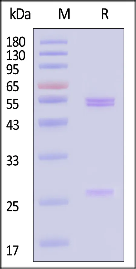Monoclonal Glycoprotein D (HSV-2) Antibody, Mouse IgG1 (3H9) - image 1