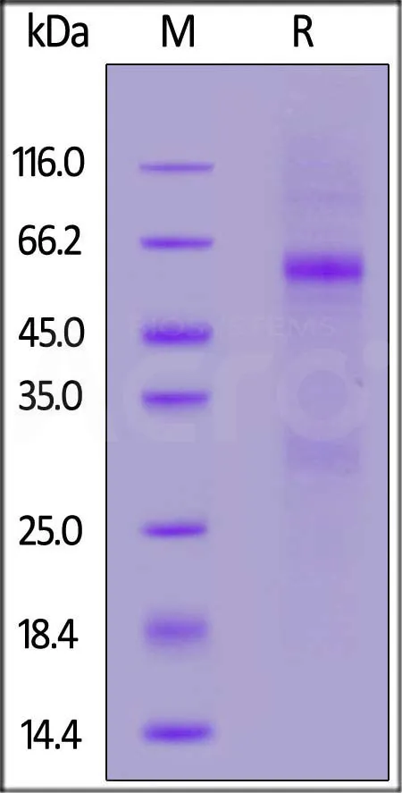 SARS-CoV-2 Nucleocapsid protein (R203K, G204R), His Tag - image 1