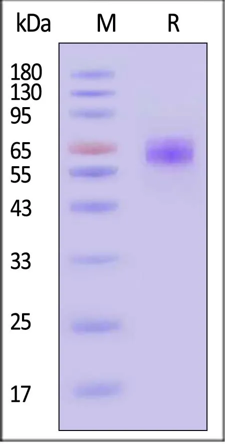 Biotinylated Cynomolgus / Rhesus macaque CD47 Protein, Fc,Avitag™ (MALS verified) - image 1