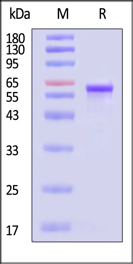 AAV9 VP3, Recombinant Protein - image 1