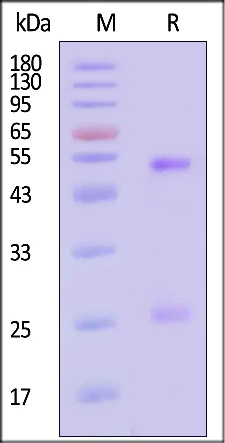 Anti-SARS-CoV-2 Spike RBD Broadly Antibody, Mouse IgG1 (2G7F5) (MALS verified) - image 1