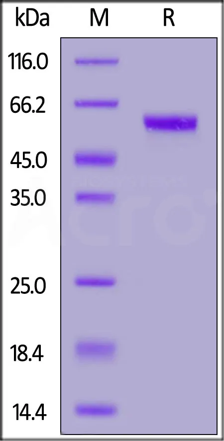 Rhesus macaque CD40 / TNFRSF5 Protein, Fc Tag (MALS verified) - image 1