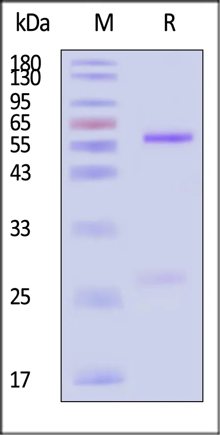 Monoclonal Anti-Nipah Post Fusion glycoprotein Antibody, Human IgG1 (2B2) - image 1