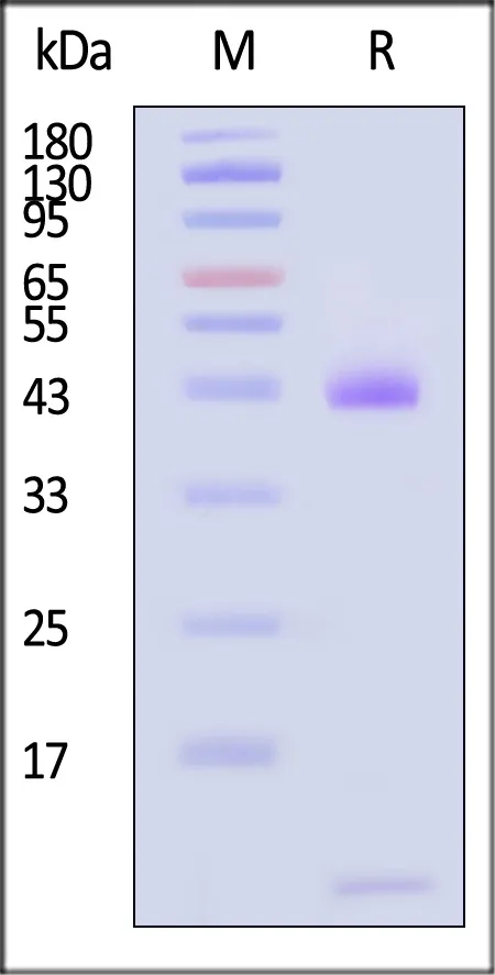 Biotinylated Human HLA-A*03:01&B2M&KRASG12D (VVVGADGVGK) Complex Protein (Monomer, MALS verified) - image 1