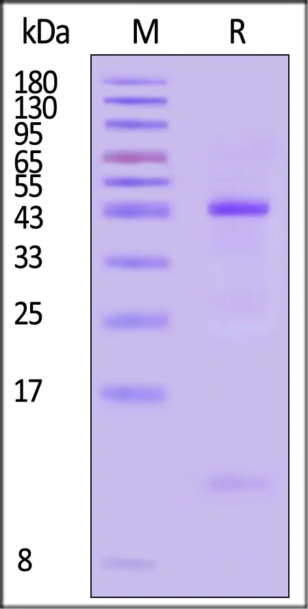 Biotinylated Human HLA-A*03:01&B2M&KRAS (VVVGAGGVGK) Complex Protein (Monomer, MALS verified) - image 1