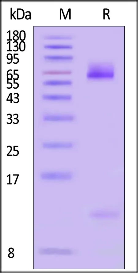Alexa Fluor™ 488-Labeled Human HLA-A*11:01&B2M&KRASG12D (VVVGADGVGK) Complex Protein (Monomer) - image 1