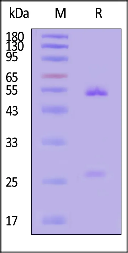 Monoclonal Anti-Human VP0 Antibody, Human IgG1 (1D10) (MALS verified) - image 1
