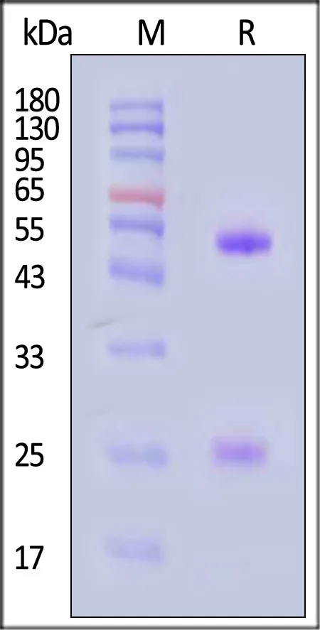 Monoclonal Anti-DM-1&DM-4 Antibody, Mouse IgG1 (MALS verified) - image 1