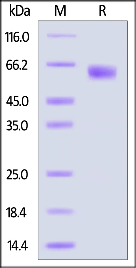 HSV-2 (HG52) Glycoprotein E Protein, His Tag (MALS verified) - image 1