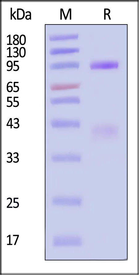 Mouse HGF R / c-MET Protein, His Tag (MALS verified) - image 1