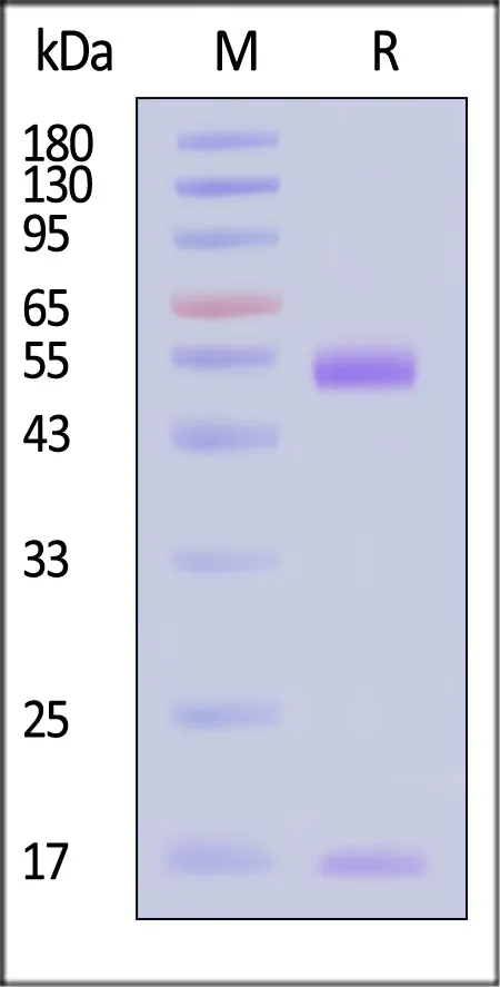Biotinylated Mouse H-2Kd&B2M&InsB (LYLVCGERL) Complex Protein (Monomer, MALS verified) - image 1