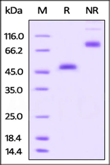 Rhesus macaque GITR / TNFRSF18 Protein, Fc Tag - image 1