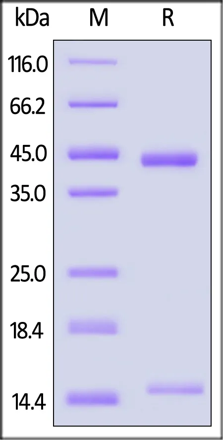 Biotinylated Human HLA-A*02:01&B2M&MAGE-A4 (KVLEHVVRV) Complex Protein (Monomer, MALS verified) - image 1