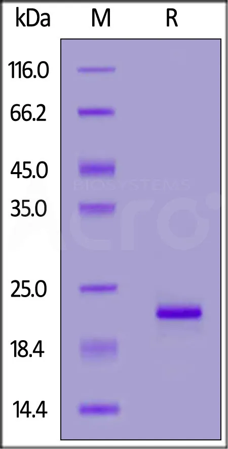 Biotinylated Human Alpha-Synuclein Protein, His, Avitag™ - image 1