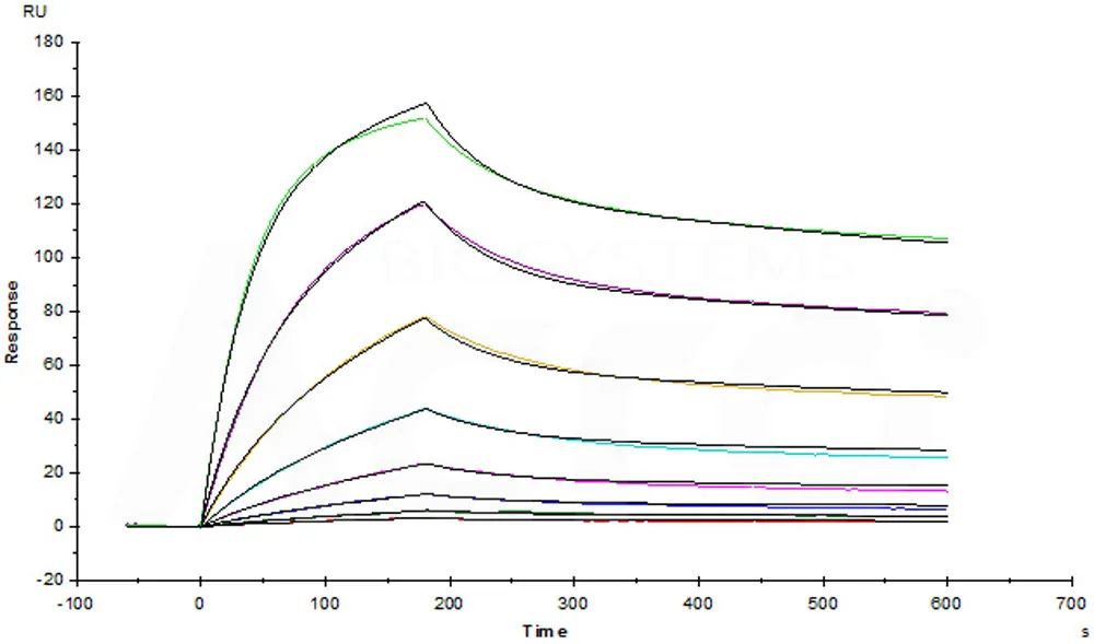 Cynomolgus / Rhesus macaque CD47 Protein, His Tag - image 1